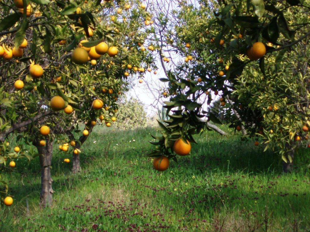 Отель Quinta Mimosa Лоле Номер фото