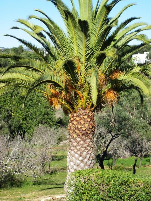 Отель Quinta Mimosa Лоле Номер фото